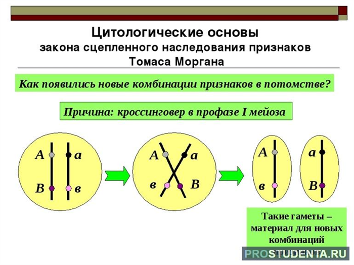 Основные положения хромосомной теории наследования